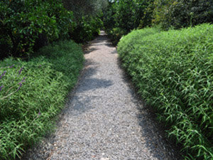 Vivers Càrex - Salvia leucantha